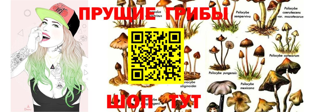Саров  Псилоцибиновые грибы Cubensis  где купить   Псилоцибиновые грибы Psilocybine cubensis  Вход с VPN 